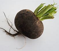 ZANON BIO schwarzer Rettich (Stk.)