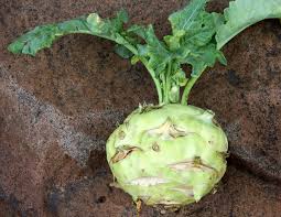 ZANON BIO Kohlrabi (1 Stk.)